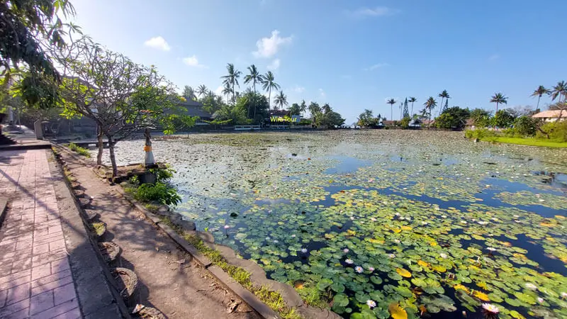 Wide pond filled with lotus leaves and flowers under blue sky