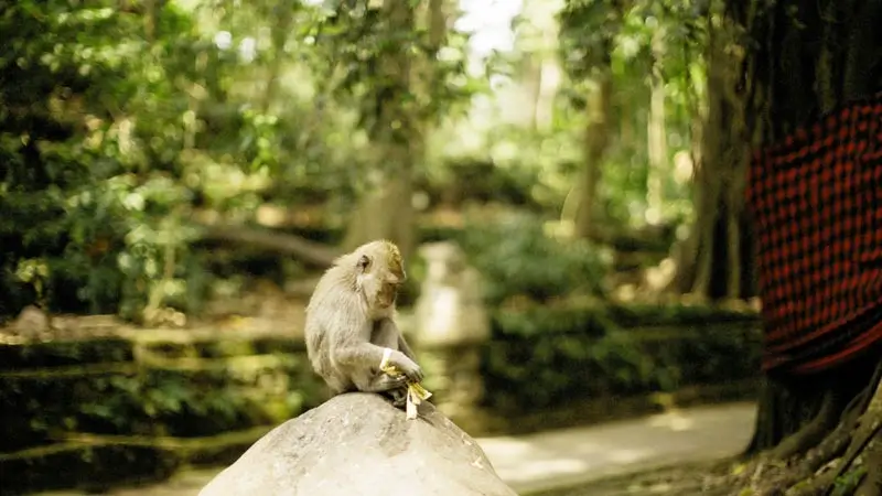 Long-tailed macaque at Monkey Forest Ubud on a shaded path, mid-morning