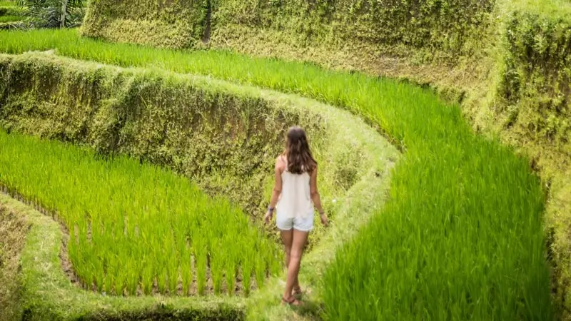 Woman walking along narrow path between bright green rice terraces in Tegalalang Ubud Bali