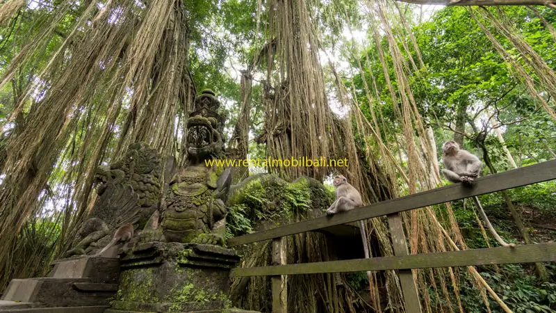 Statue and long hanging roots with grey monkeys sitting on a wooden fence in Ubud Monkey Forest