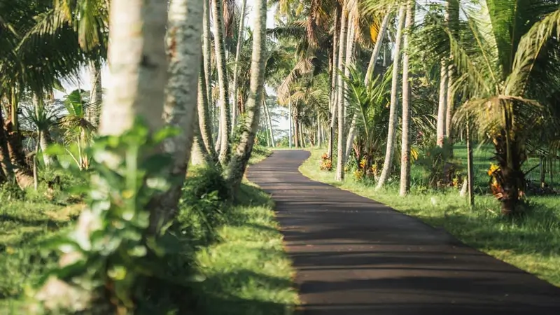 Palm-lined lane in Ubud countryside