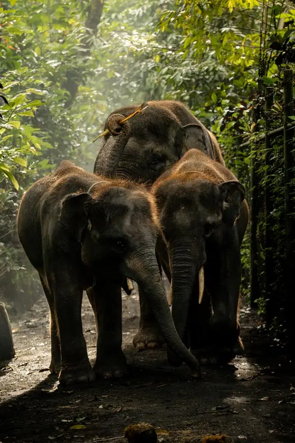 Elephants walking on a shaded forest path in Taro