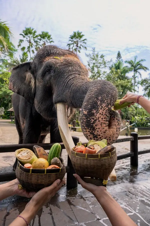 Feeding an elephant with fruit basket (no riding interaction)
