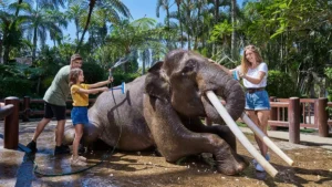 Elephant Safari Park Bali price: family bathing an elephant (Jumbo Wash, no riding)