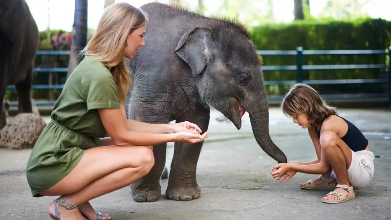 Close-up moment with a young elephant (check visitor rules on the day)