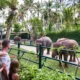 Elephants behind railings at Taro Elephant Safari Park (observation areas)