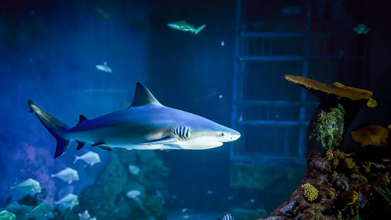 Blacktip reef shark at Marine Safari Bali aquarium