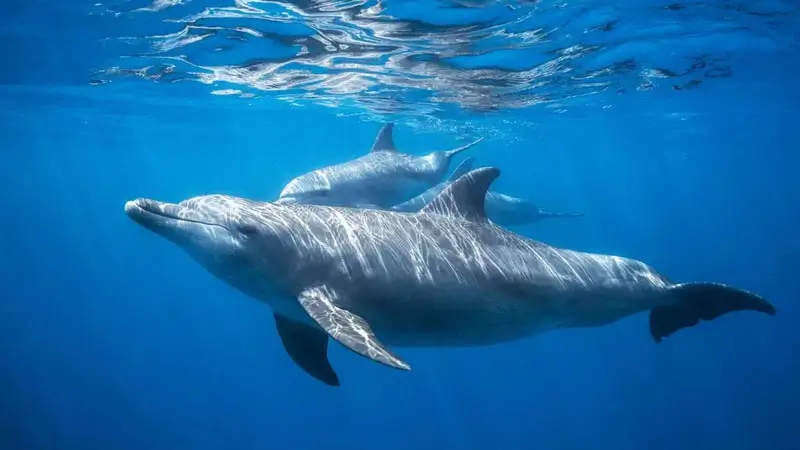 Dolphins swimming underwater for the Sea Dragon Marine Package