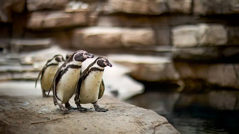 Humboldt penguins during Sea Dragon Marine Safari Bali keeper talk