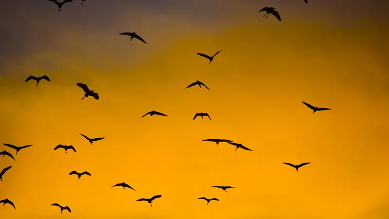Herons flying across an orange sky near Petulu Village