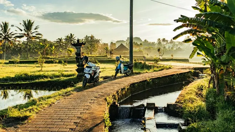 Public rice field path with scooters beside the walkway