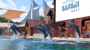 Samudraya dolphin presentation at Marine Safari Bali