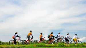 Sobek Ubud Cycling Tour group riding beside rice fields