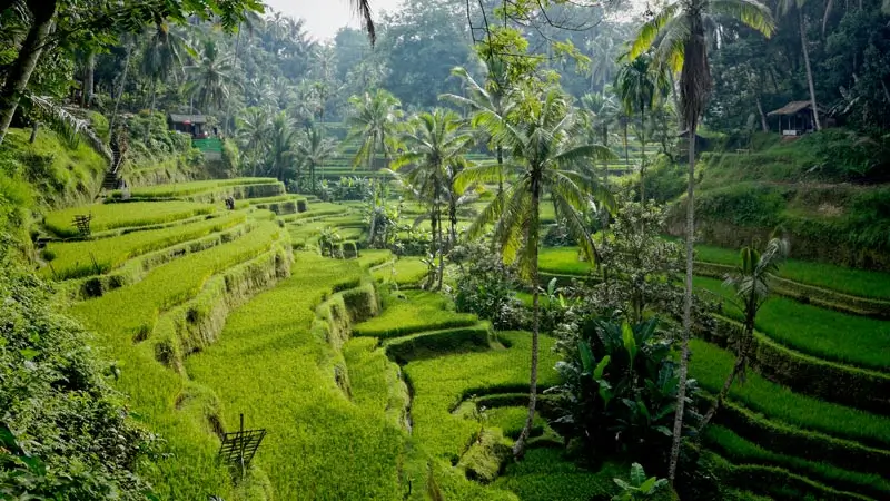 Green Tegalalang Rice Terrace viewed from above near Ubud