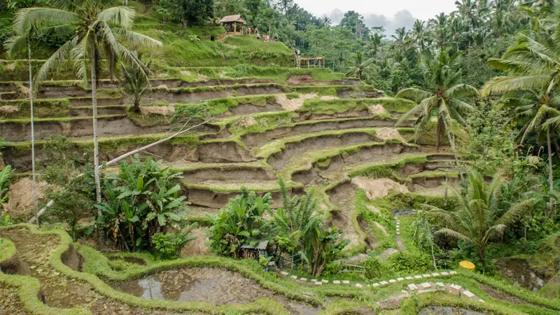 Stepped rice terraces and palm trees at Tegallalang near Ubud