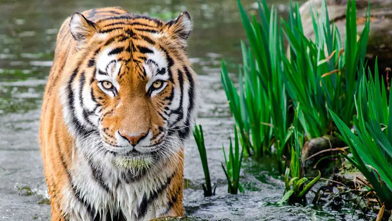 Tiger in a Bali Safari exhibit during the daytime Jungle Hopper visit