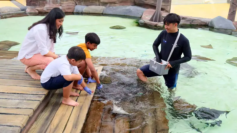 Guests join a stingray interaction with staff during Sea Dragon Marine package