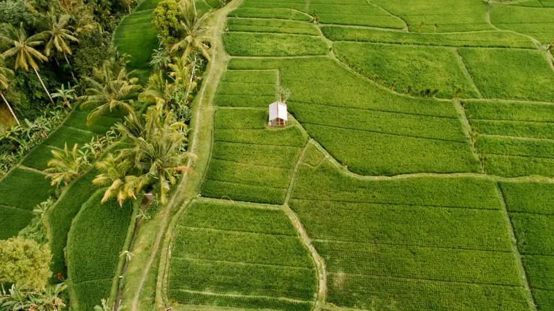 Aerial rice fields near Ubud for this travel guide