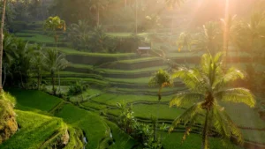 Sunlit rice terraces near Ubud for first-time trip planning