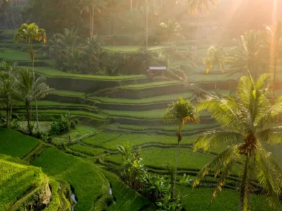 Sunlit rice terraces near Ubud for first-time trip planning