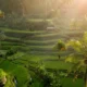 Sunlit rice terraces near Ubud for first-time trip planning