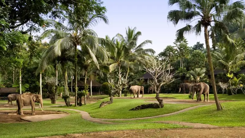 Elephants in the green grounds of Elephant Safari Park Bali