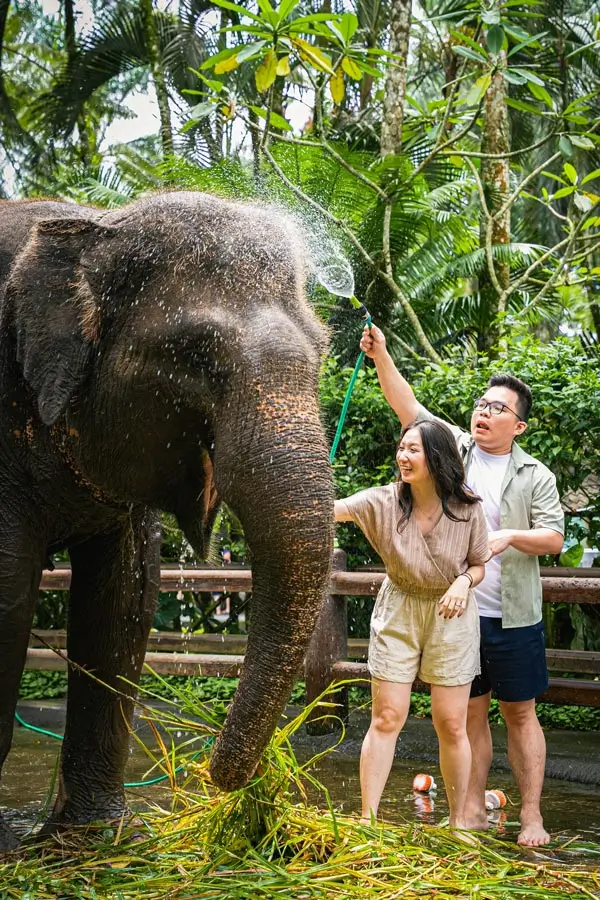 Guests bathing an elephant during the Jumbo Wash activity