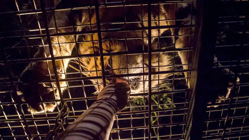 Tiger seen above a caged safari tram roof