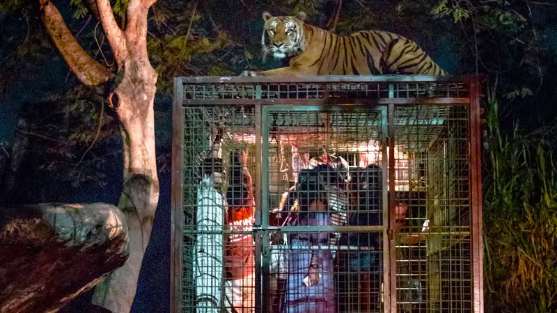 Tiger beside the Night Safari Bali caged tram at night