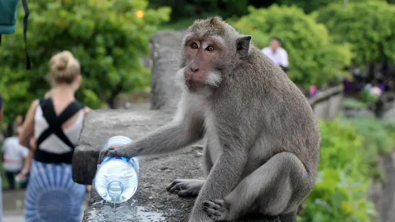 Monkey reaches for a visitor's bottle at Uluwatu