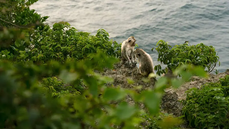 Monkeys sitting on a cliffside path above the ocean